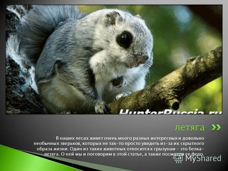 Белка летяга в самарской области. Доклад о белке летяге. Сообщение про зверька летяга. Летяга содержание. Белка летяга морфологический критерий.