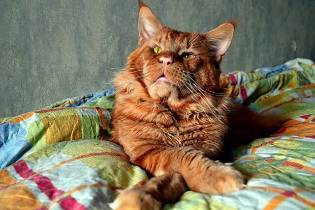 джокер мейн. мейн кун джокер марина фомичева. джокер мейн. кот джокер мейн кун. мейн кун джокер марина фомичева.