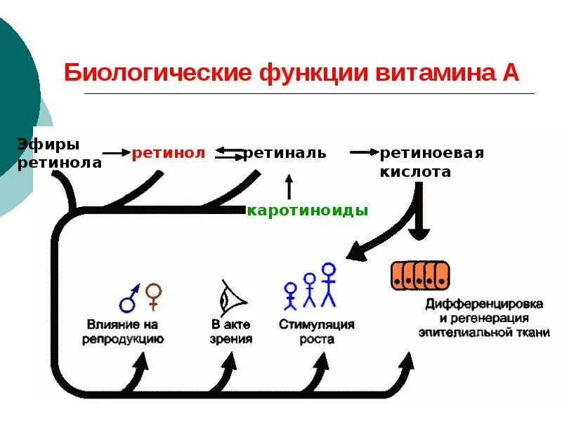 Укажите функции витамина а. Функции витаминов. биологическая функция витамина а. функции витаминов в биологии. ретинол биологическая роль.