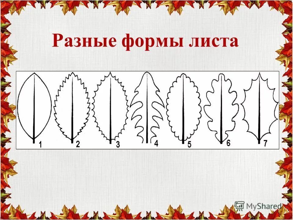 Форма листа вяза биология. Форма листьев деревьев. Разные формы листьев. Листья деревьев. Форма листовой пластинки ольхи.