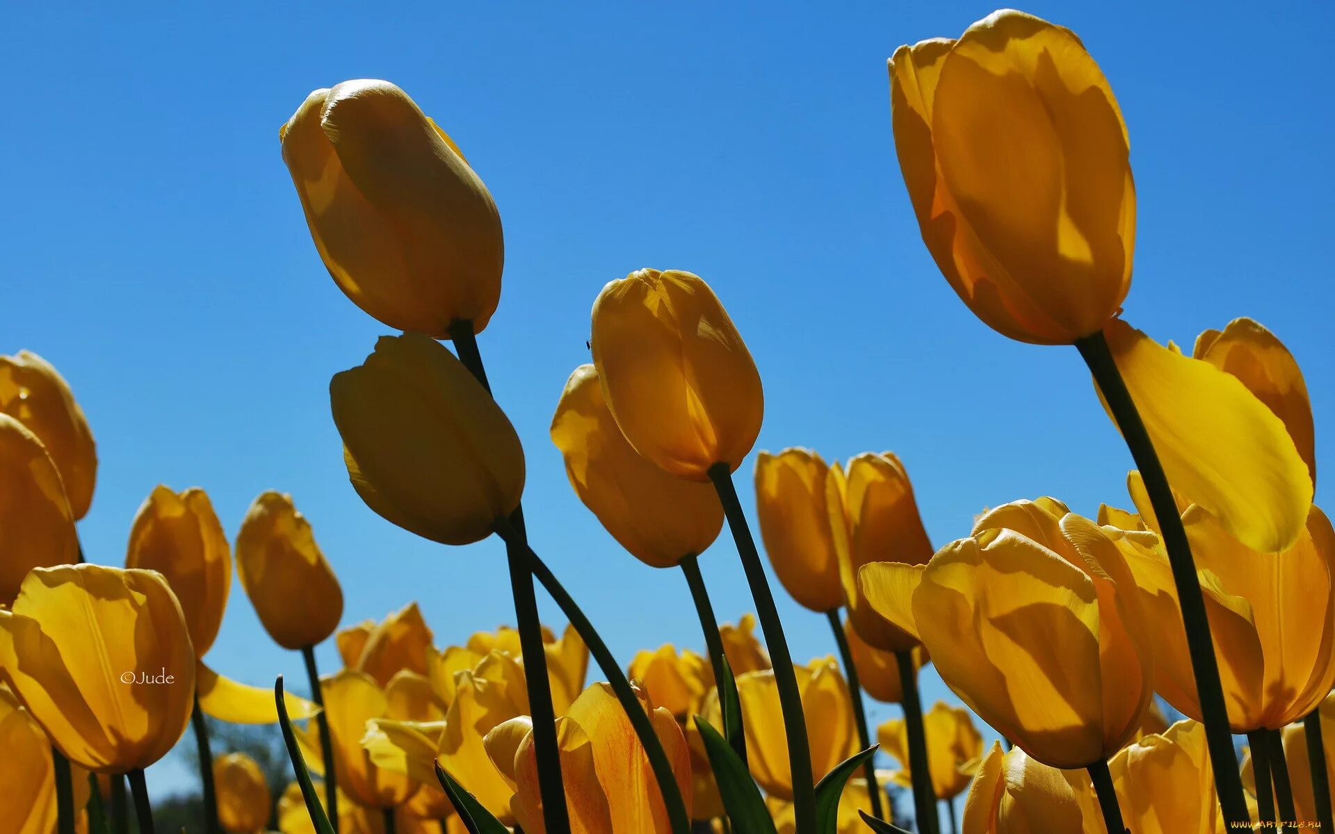Желтые тюльпаны. Желтые тюльпаны цветы. Заставка на рабочий стол желтые тюльпаны. Тюльпаны виндовс. Обои желтые тюльпаны