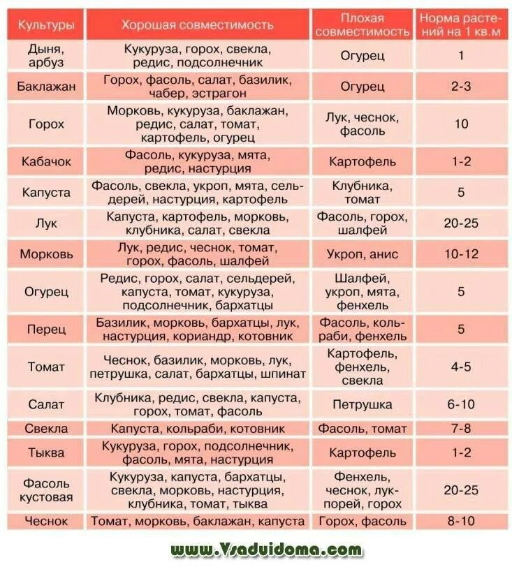 Тыква совместимость. Таблица совместимости овощей при посадке. таблица совместимости на грядке овощных культур. совместимость овощных культур при посадке на грядке таблица. соседство овощей на грядках таблица совместимости растений.