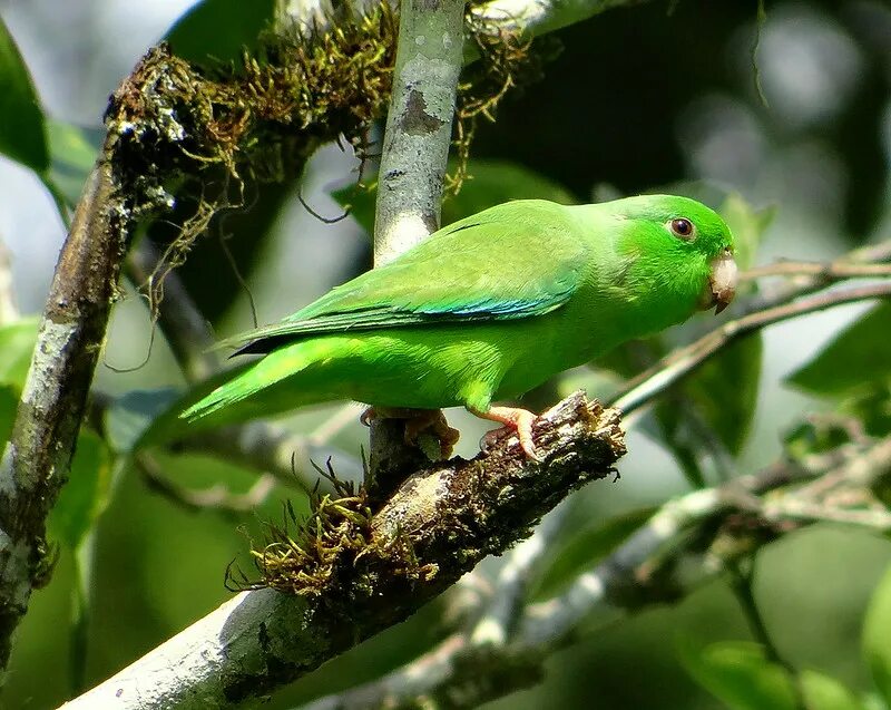 Parrots names. Зеленохвостый воробьиный попугайчик. Forpus passerinus. Форпус попугай. Воробьиный волнистый попугай.