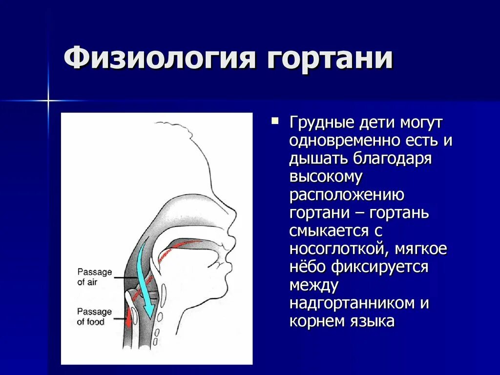 Дал в гортань. Гортань. Анатомия и физиология гортани. Физиология гортани презентация.