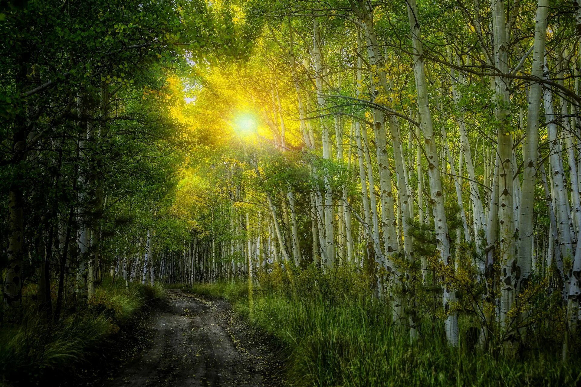 Природа солнце. "Солнце в лесу". Летний лес. Утро в лесу. Солнце поднимается и лес озаряется ярко