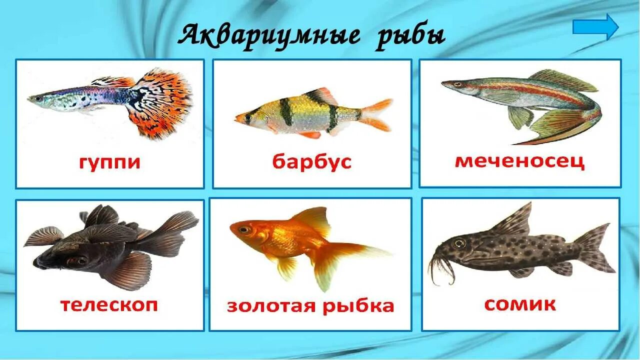 Тема рыбы 2 младшая группа. Рыбки для детей с названиями. Аквариумные рыбки для детей. Аквариумные рыбки с названиясм. Рыбки картинки.