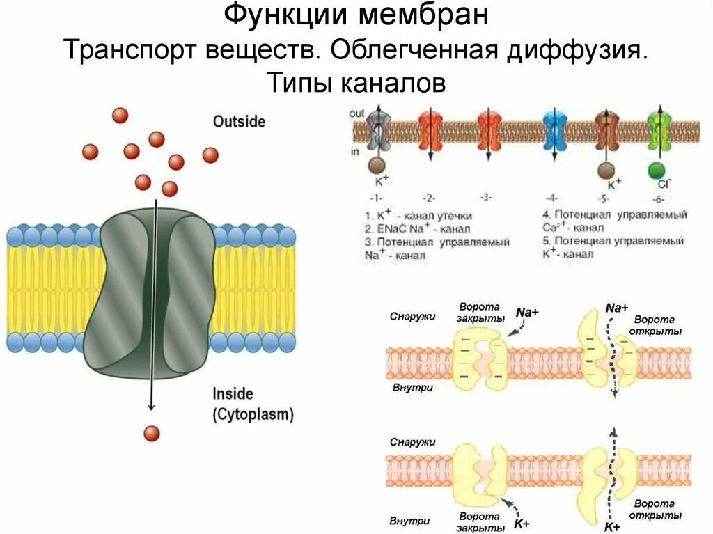 Какой вид мембранного транспорта показан на рисунке. Сигнальная функция мембраны. Виды мембранного транспорта. Функции мембраны. Транспорт веществ через мембрану облегченная диффузия.