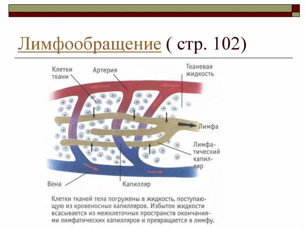 Из чего состоит лимфа