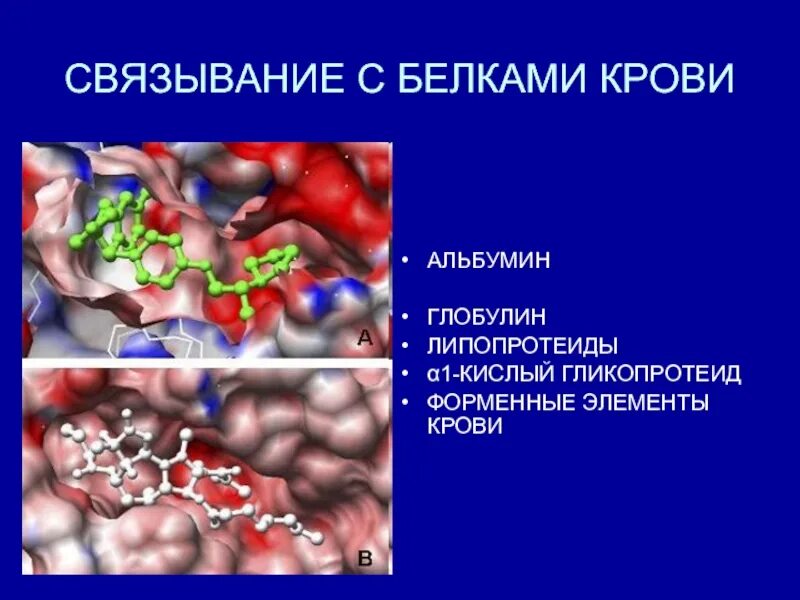 Снижен глобулин. Связывание лекарственных средств с белками крови. Альбумины и глобулины крови. Глобулины в крови что это такое. Связывание лекарственных веществ с белками плазмы крови.