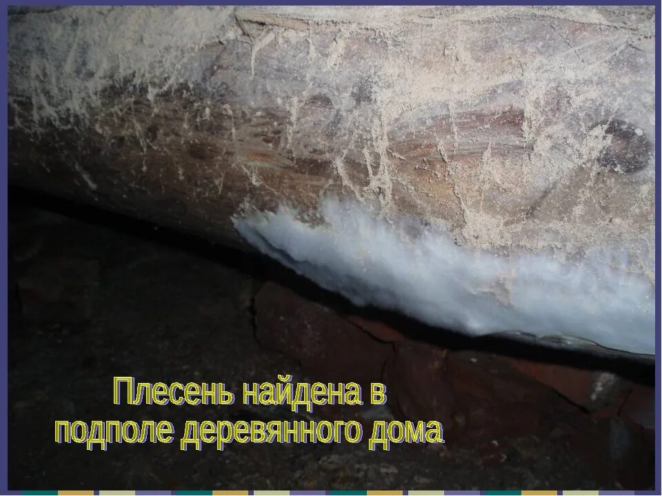 Грибок в подвале дома как избавиться. Белая плесень в подполе. белый грибок в погребе. плесень в подполье белая.