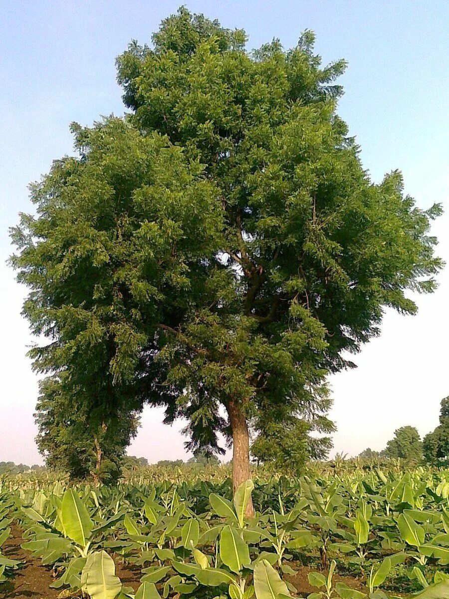 Азадирахта индийская дерево. Дерево Ниим в Индии. Дерево маргоза. Ним (Азадирахта индийская). Тунговое дерево купить