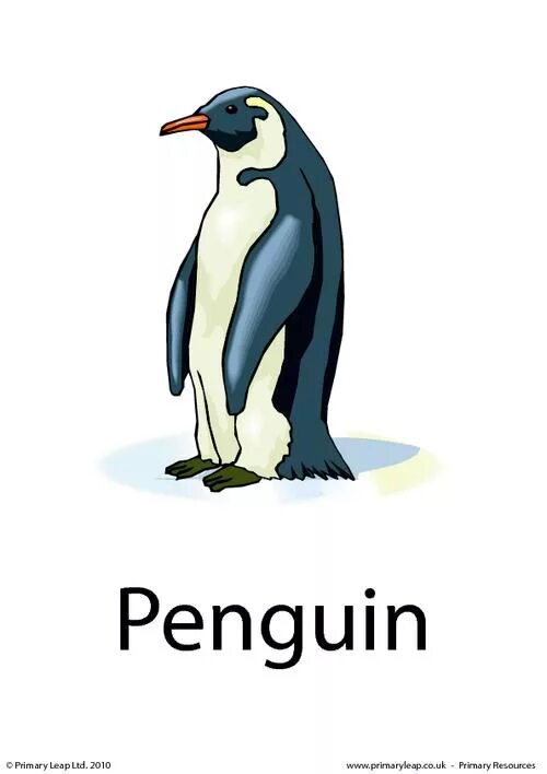 Пингвин на английском. Карточка Пингвин. Пингвин с надписью. Карточка Пингвин на английском. Пингвин перевод