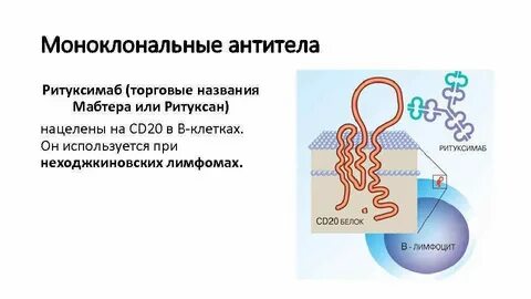 Моноклональные антитела к