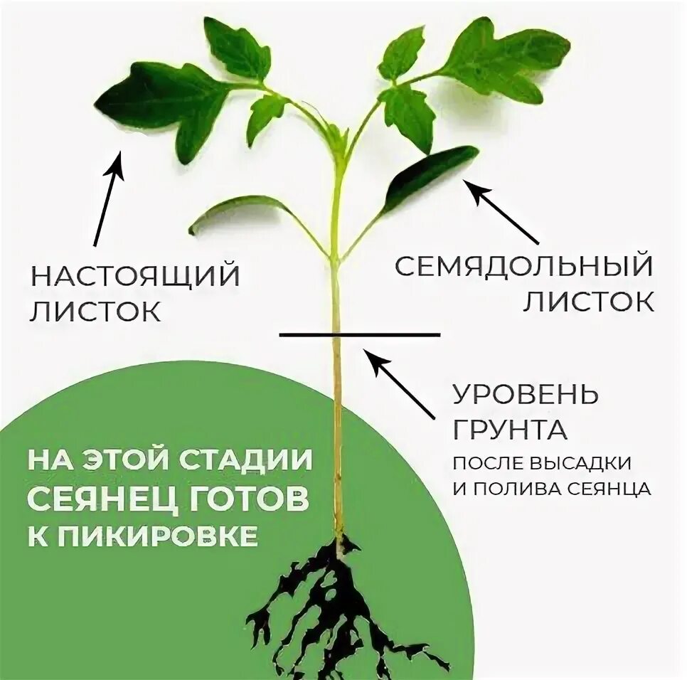 Пикирование томатов что это. Пикирование томатов что это