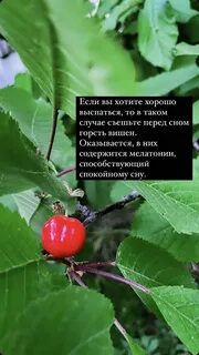 Песня вишня почему любовь не вышла