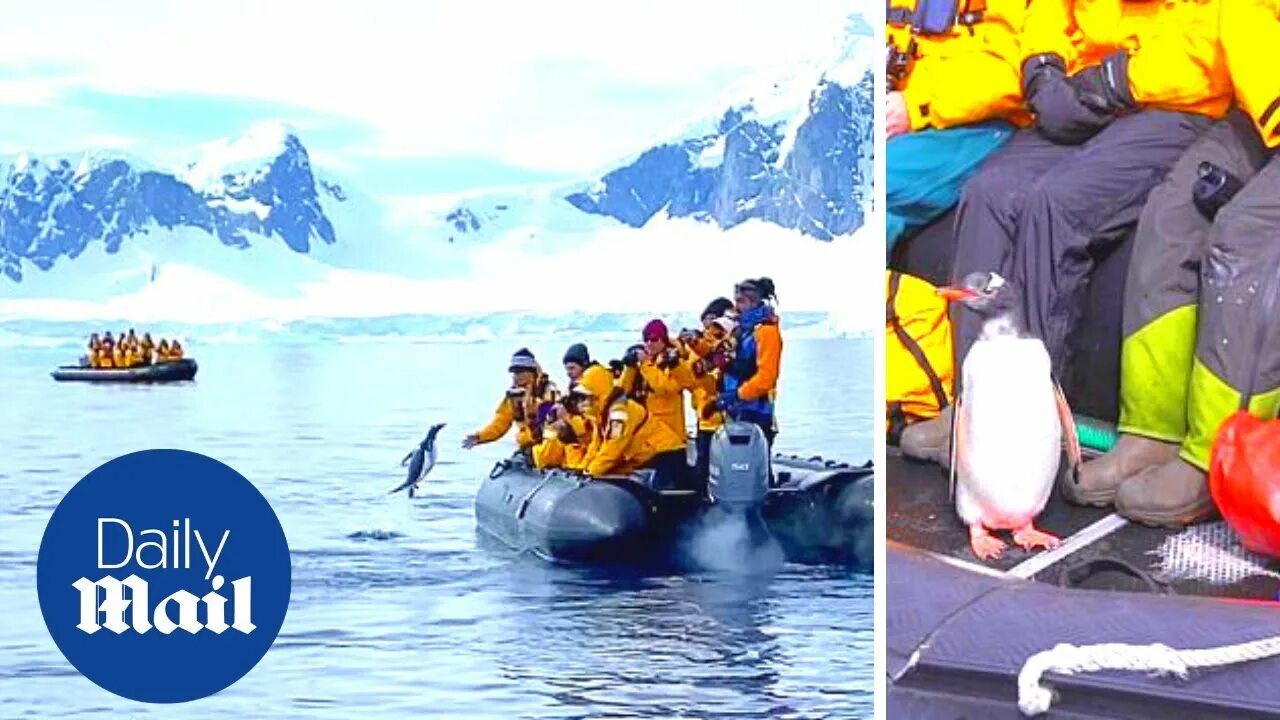 Пингвин касатка лодка. Спасение пингвинов. Пингвин спасается от касаток в лодке. Пингвин запрыгнул в лодку. Спасшиеся пингвины.