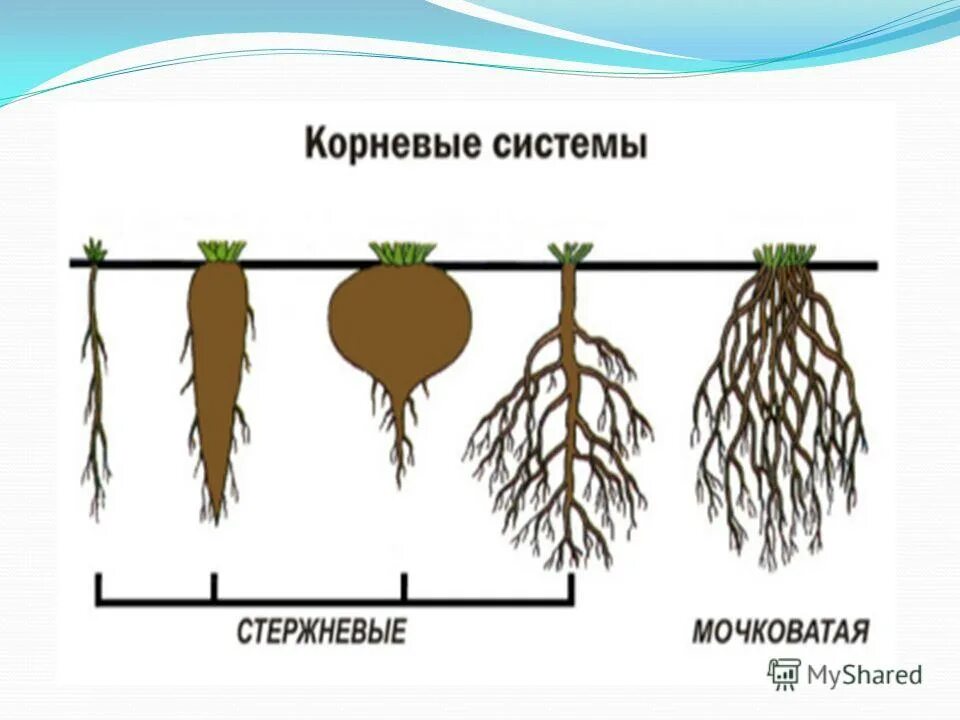 Положительный геотропизм корня это. Корень осевой вегетативный орган биология. Разница между корнем и корневищем.