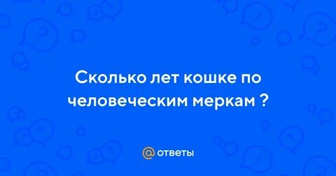 Сколько лет кошкам по меркам