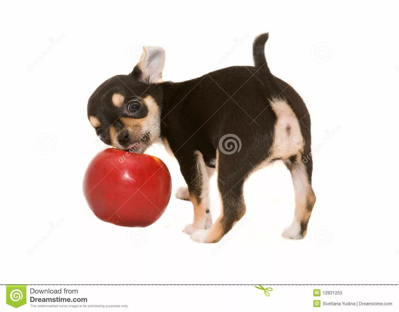 Можно щенка яблоко. Чихуахуа яблочко. Чихуа яблоко. Щенки чихуахуа яблоко. Собака чихуа яблоко.