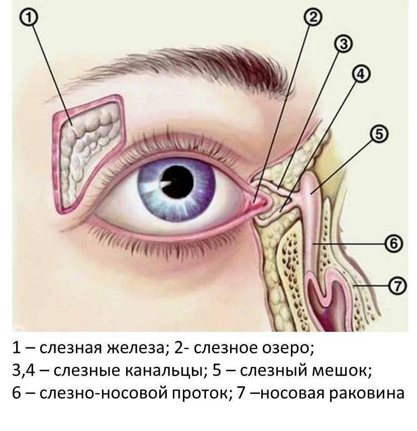 Слезный канал открывается. Носослезный канал анатомия. Строение слезных протоков глаза. Носослезный мешок анатомия. Заболевание слезного аппарата дакриоцистит.