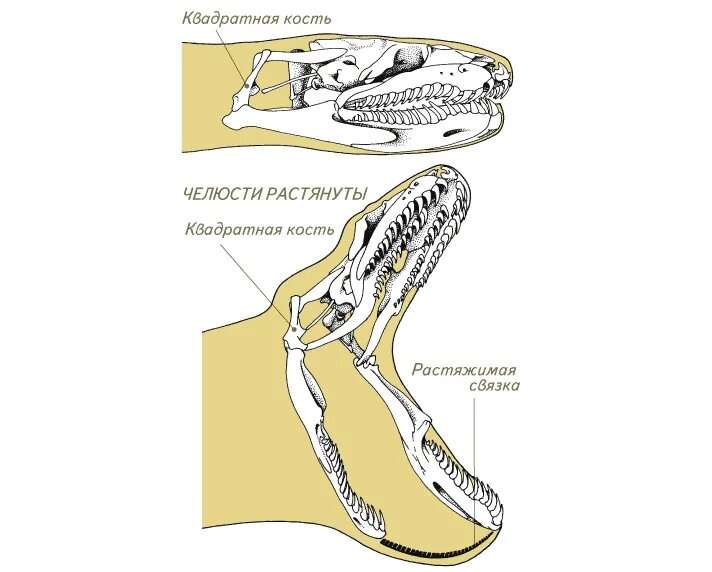 Строение питона. Строение ротового аппарата змеи. Строение нижней челюсти змеи. Гадюка строение челюсти. Строение челюстей змей.