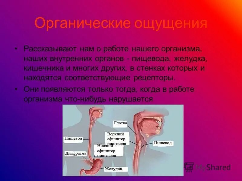 прием активного слушания отражение чувств. вводные слова выражающие чувства. физиологические основы восприятия. отражение чувств. ощущение страны.