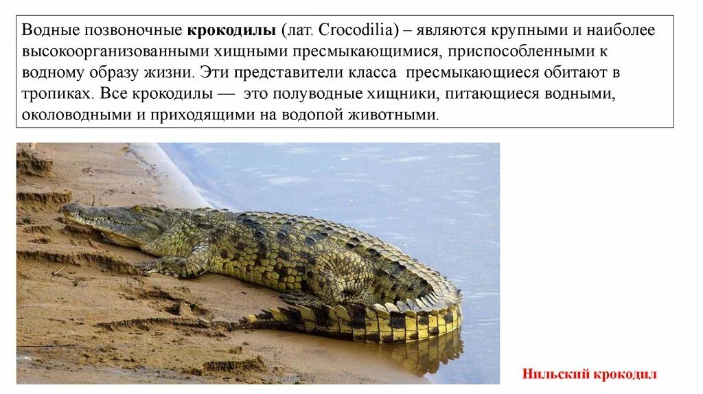 Крокодилы представители. Крокодилы образ жизни. Тип симметрии животного крокодила. Нильский крокодил симметрия.