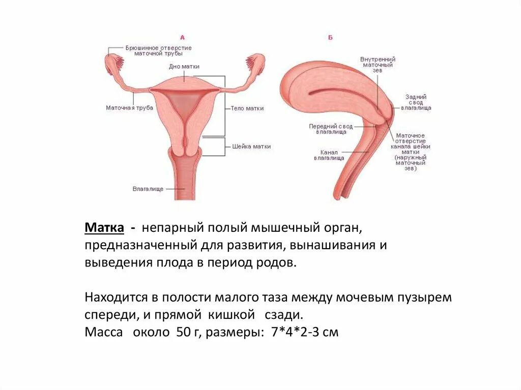 Матка 37 мм. Глубина матки. Размер женского влагалища. Размеры влагалища и матки. Средняя глубина матки у женщин.