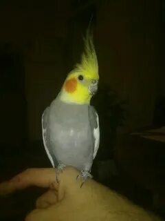 Отдать кореллу
