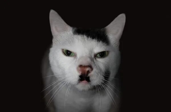 Кот с узкими глазами мем Pin by gauthier219259 on media Obese cat, Cat photography, Dumb, dumber
