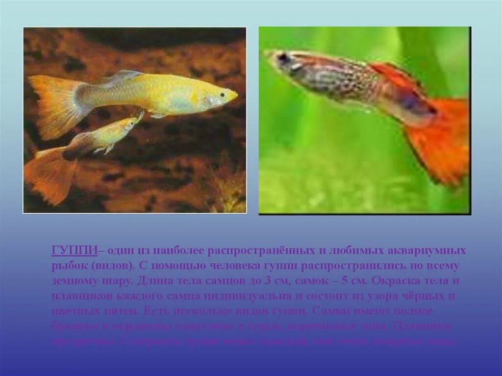 Родина гуппи аквариумные. Аквариумные рыбы презентация. Родина рыбки гуппи. Гуппи рыбки разновидности.