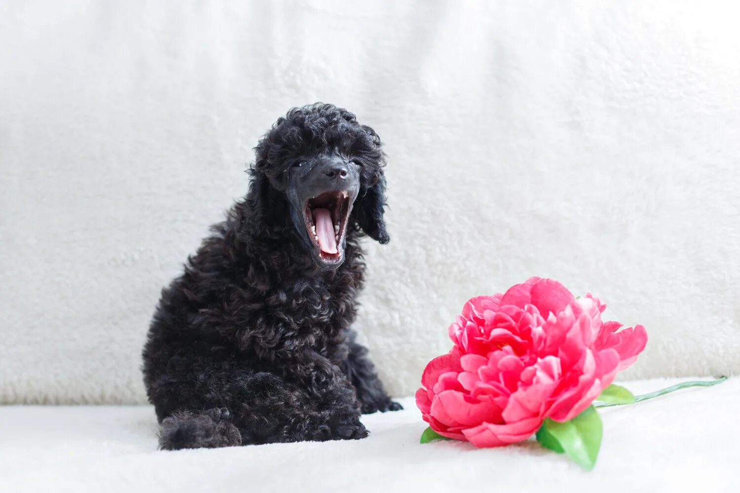 С днем рождения пудель. Собака в колпачке день рождения. Открытка с днём рождения с пуделем. С днём рождения собака пудель. С днем рождения пудель.