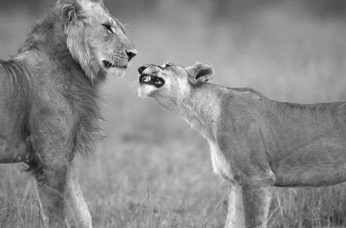 царь зверей 3