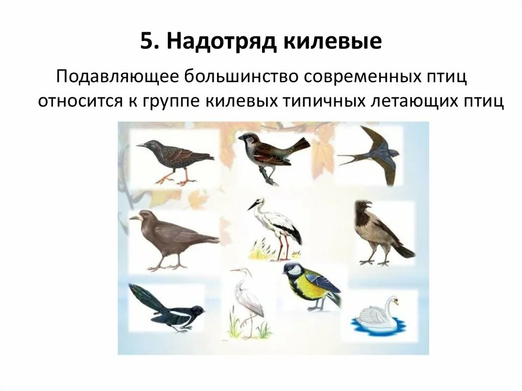 Представители птиц. Килевые птицы. Надотряд типичные птицы. Отряды килевых птиц.