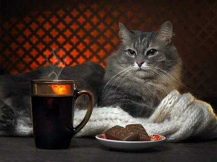 Котик с чаем.