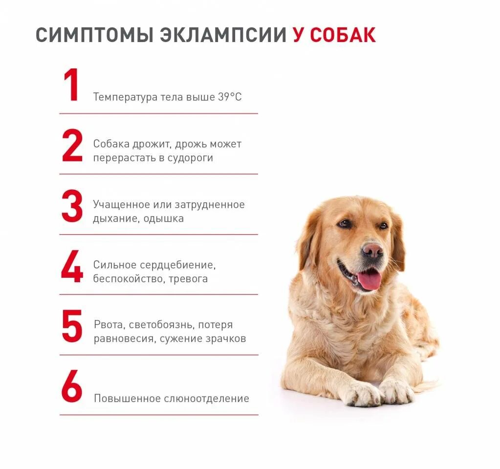Как понять что собака умирает признаки