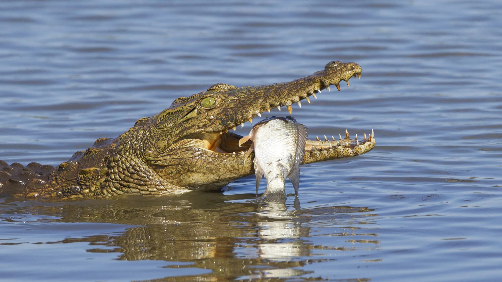 Ловля крокодилов. Нильский крокодил питание. Африканский узкорылый крокодил. Гавиал. Пресмыкающиеся крокодил.