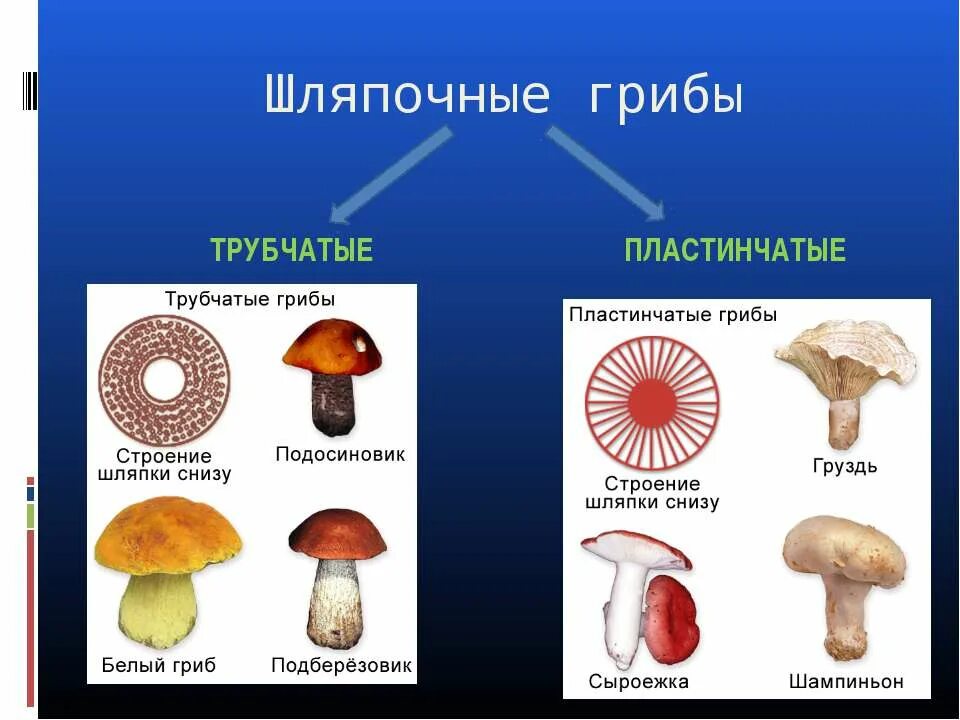 Шляпочные грибы примеры растений. Шляпочные грибы трубчатые и пластинчатые. Трубчатые и пластинчатые грибы таблица. Строение трубчатых и пластинчатых грибов. Шляпочные пластинчатые грибы съедобные.