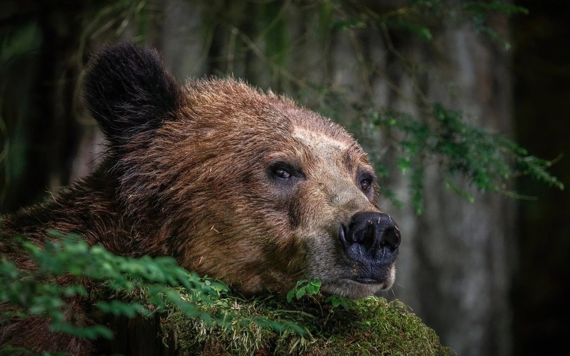 Какая голова у медведя. Морда медведя. Бурый медведь. Бурый медведь морда. Голова бурого медведя.