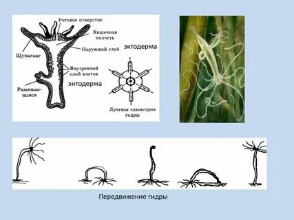 Простейшие кишечнополостные круглые черви