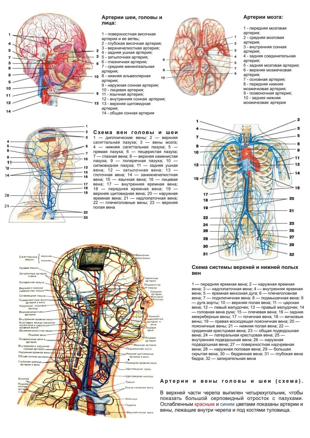Анатомия сосудов головы. Анатомия человека вены и артерии головы и шеи. Артерии шеи анатомия схема. Схема кровообращения артерии и вены головы и шеи. Вены шеи анатомия схема.