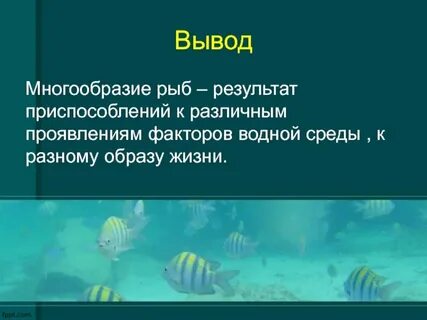 Значение приспособления рыб