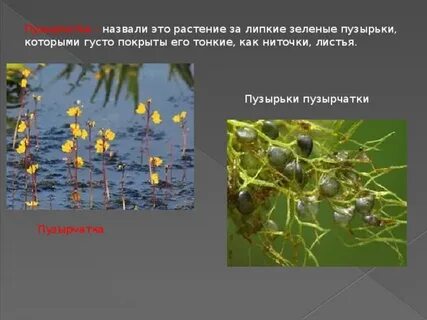 Морфологический критерий пузырчатка обыкновенная