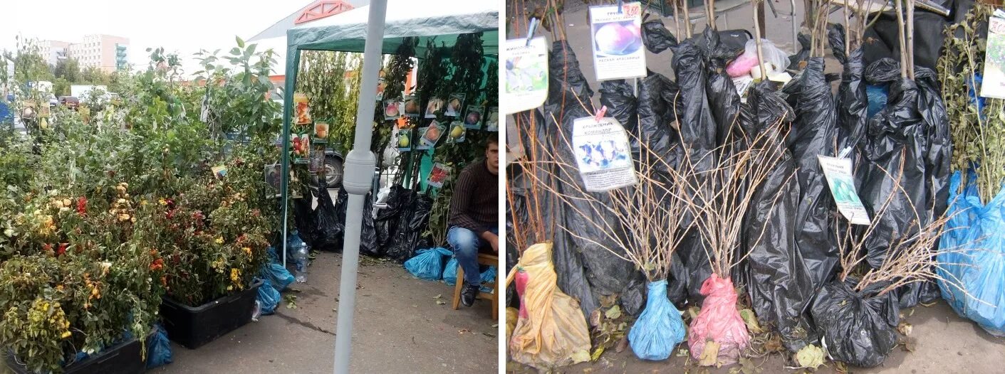 торговля саженцами. торговля саженцами на рынке. саженцы плодовых кустарников светофор. саженцы плодовых культур. на садовом рынке продаются саженцы деревьев.