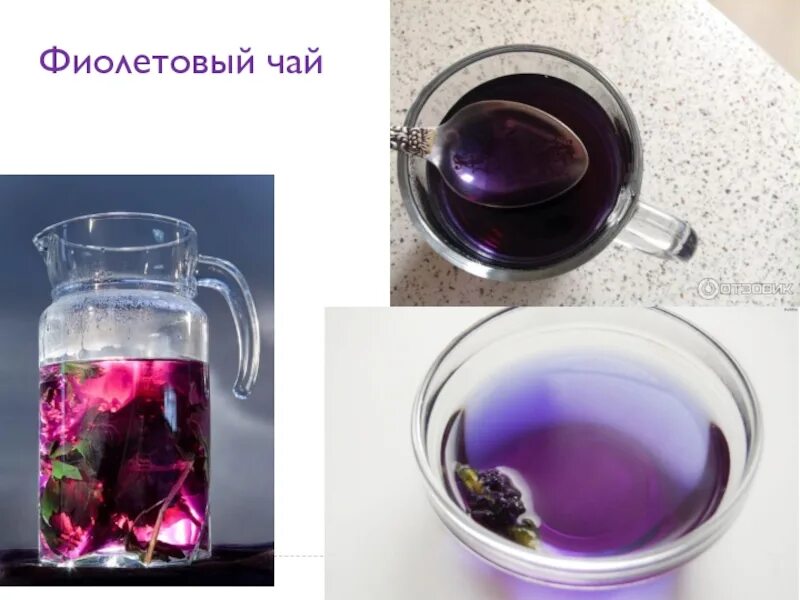 Фиолетовый чай как называется. Фиолетовый чай. фиалковый чай. чай фиолетового цвета. синий фиолетовый чай.