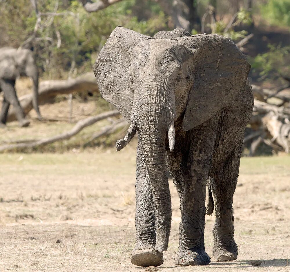 Elephant friends. Слоны обитают. Слоны живут. Слоны в пустыне. Слон в Калахари.