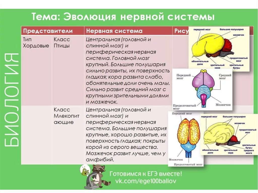 Таблица нервная система животных 7 класс. Таблица нервной системы животных по биологии 7 класс. Нервная система ЕГЭ биология 2023. Эволюция нервной системы у животных ЕГЭ биология.