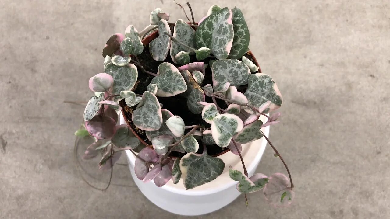 Церопегия вуди. Церопегия вуди цветы. Церопегия вариегатная. Церопегия вуда вариегатная. Церопегия вуда.