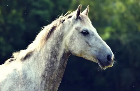 Horse head