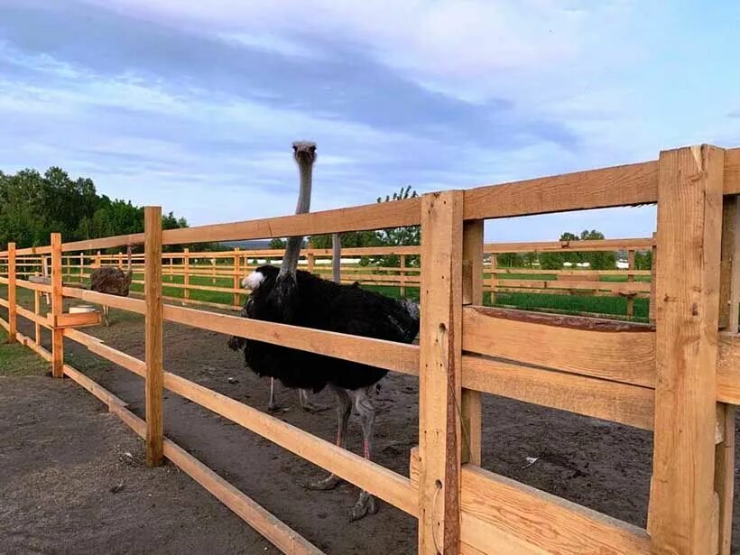 озеленение фермы животноводческой. фермы новосибирск. берёзовая роща парк новосибирск. ильмень страусиная ферма. страусиная ферма новосибирск колывань.